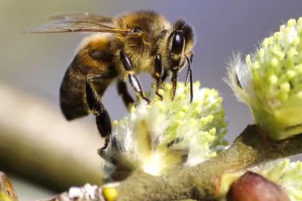 排蜂和蜜蜂有什么区别，排蜂是未驯化的野生蜂种