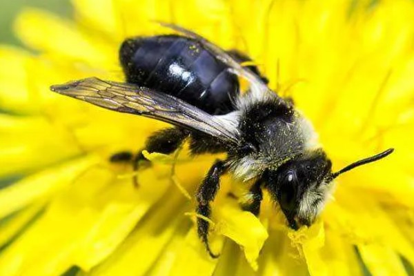 排蜂和蜜蜂有什么区别，排蜂是未驯化的野生蜂种