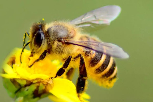 排蜂和蜜蜂有什么区别，排蜂是未驯化的野生蜂种