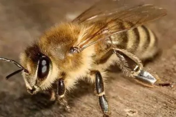 排蜂和蜜蜂有什么区别，排蜂是未驯化的野生蜂种