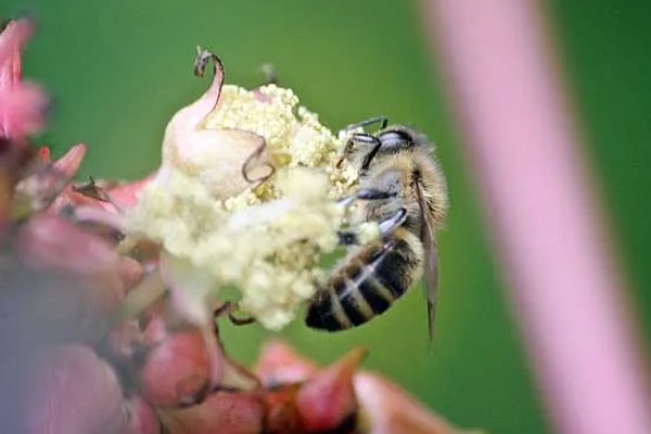 排蜂和蜜蜂有什么区别，排蜂是未驯化的野生蜂种