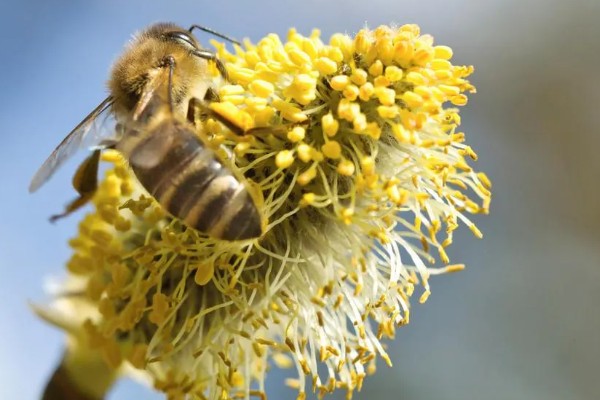 蜜蜂酿制蜂蜜的方法，采集花蜜后会经过物理和化学加工