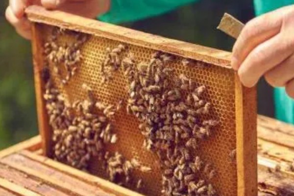 蜜蜂酿制蜂蜜的方法，采集花蜜后会经过物理和化学加工