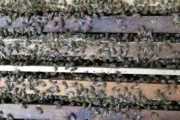 蜜蜂酿制蜂蜜的方法，采集花蜜后会经过物理和化学加工