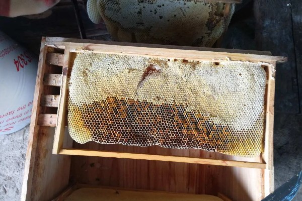 蜜蜂酿制蜂蜜的方法，采集花蜜后会经过物理和化学加工