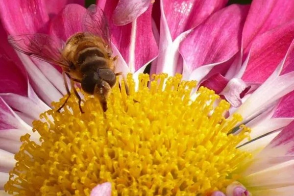 蜜蜂酿制蜂蜜的方法，采集花蜜后会经过物理和化学加工