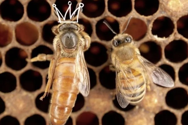蜜蜂酿制蜂蜜的方法，采集花蜜后会经过物理和化学加工