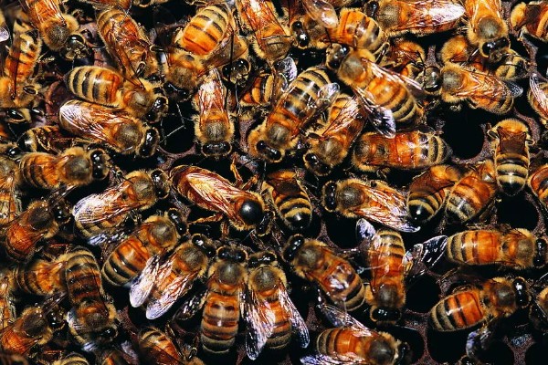 蜜蜂酿制蜂蜜的方法，采集花蜜后会经过物理和化学加工