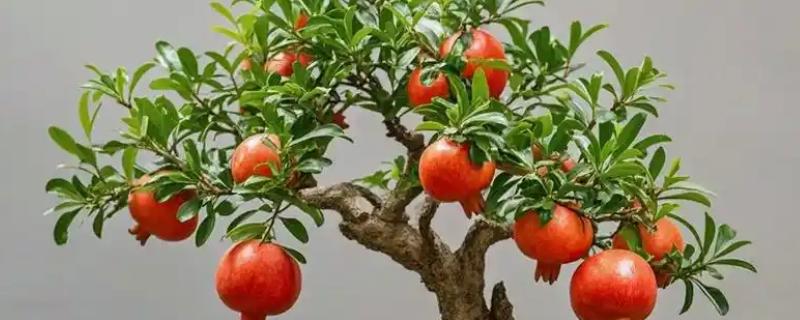 盆景石榴树的种植方法，选择泥瓦盆作为栽培的容器