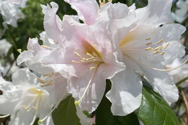 映山白和白杜鹃有什么区别，属于同一种植物