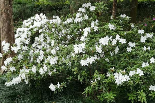 映山白和白杜鹃有什么区别，属于同一种植物