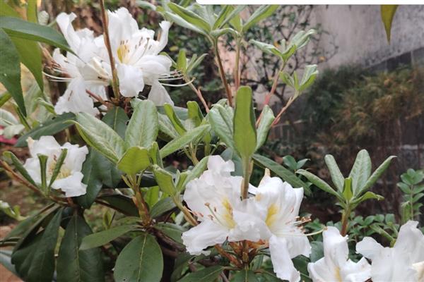 映山白和白杜鹃有什么区别，属于同一种植物