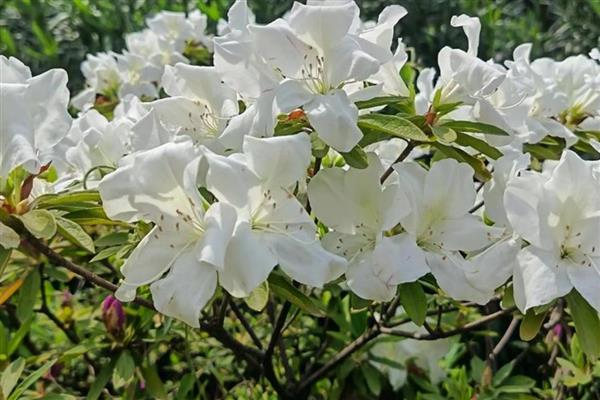 映山白和白杜鹃有什么区别，属于同一种植物