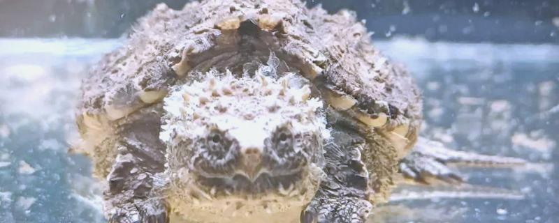 鳄龟几月份开始吃东西，一般从四月份开始吃东西