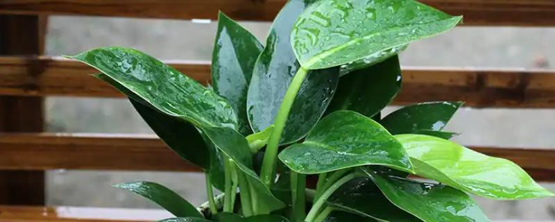 让金钻爆盆的方法，每隔1个月疏松一次土壤