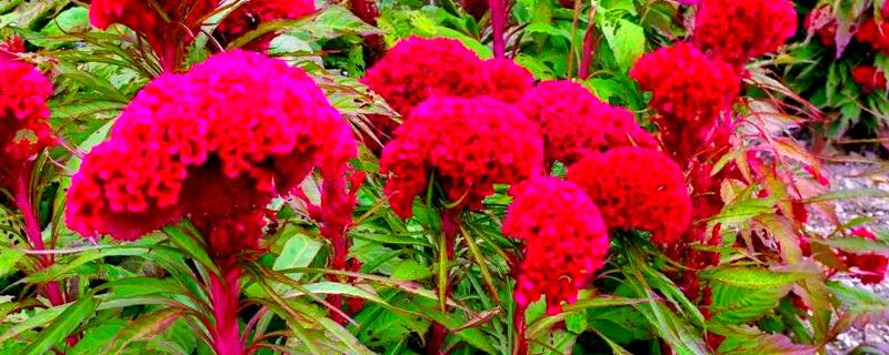 鸡冠花什么时候开花，花期一般为7-10月