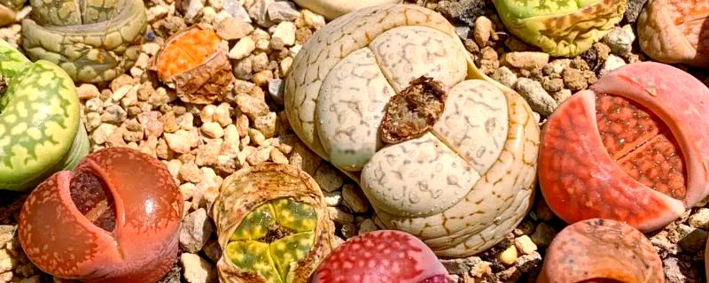 种植生石花过多长时间才能浇水，至少间隔一个星期才能提供水分