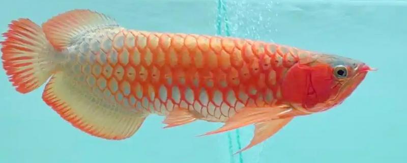 红龙鱼的形态特征，成年后的红龙鱼体长约为60cm