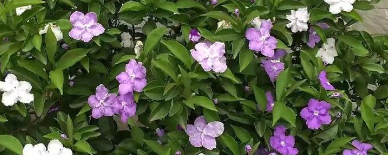 鸳鸯茉莉的花语是什么，寓意忠贞贞洁、尊敬尊重等