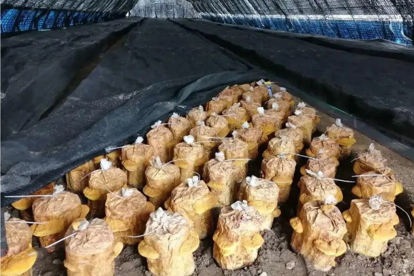 种植桑黄的条件，菌丝的生长温度为15-32℃