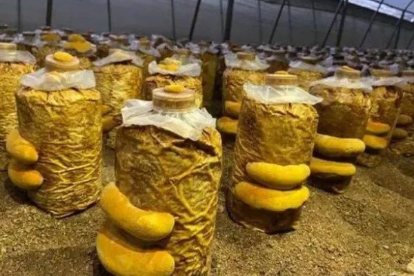 种植桑黄的条件，菌丝的生长温度为15-32℃