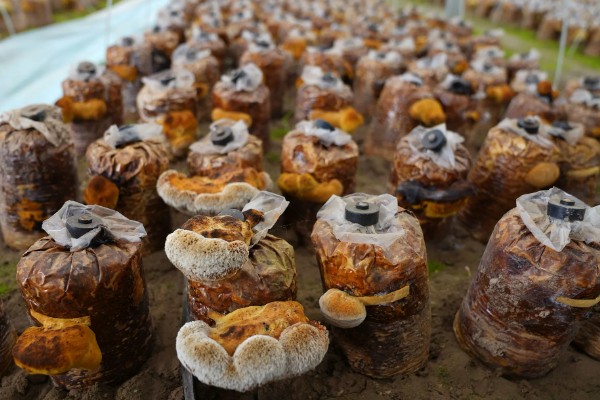 种植桑黄的条件，菌丝的生长温度为15-32℃