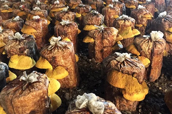 种植桑黄的条件，菌丝的生长温度为15-32℃