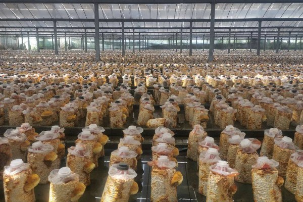 种植桑黄的条件，菌丝的生长温度为15-32℃