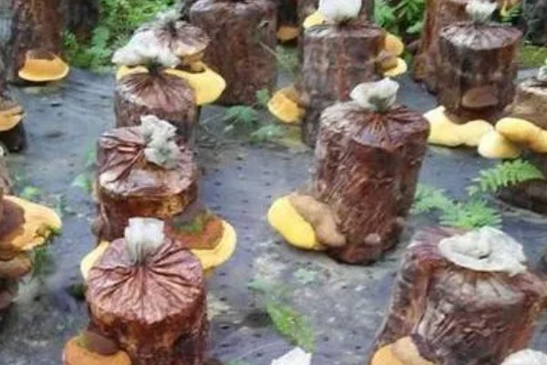 种植桑黄的条件，菌丝的生长温度为15-32℃