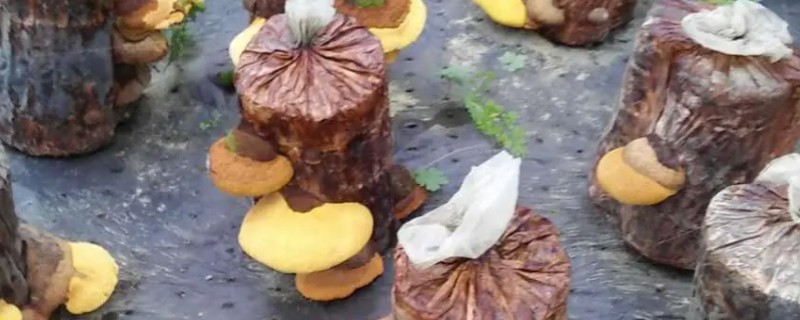 种植桑黄的条件，菌丝的生长温度为15-32℃