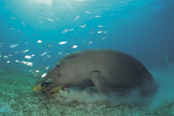 儒艮被称为美人鱼的原因，会像人类一样怀抱幼崽喂奶