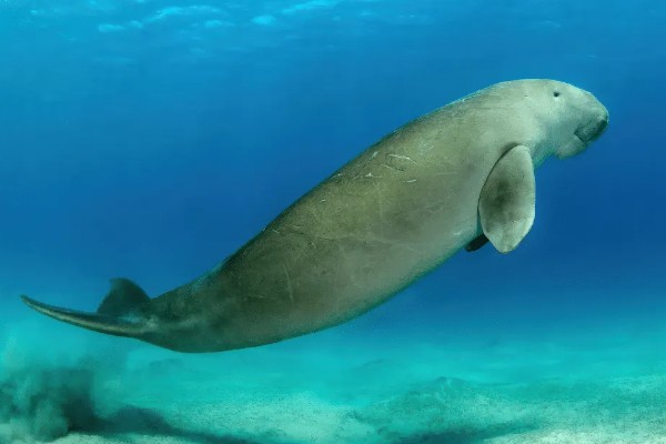 儒艮被称为美人鱼的原因，会像人类一样怀抱幼崽喂奶