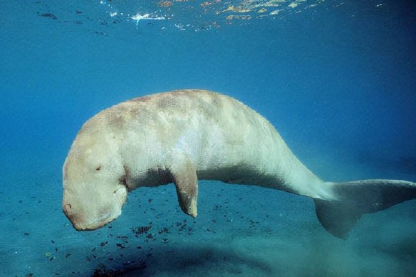 儒艮被称为美人鱼的原因，会像人类一样怀抱幼崽喂奶