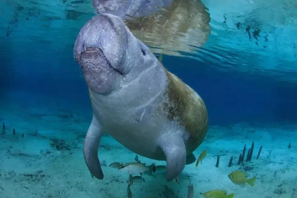 儒艮被称为美人鱼的原因，会像人类一样怀抱幼崽喂奶