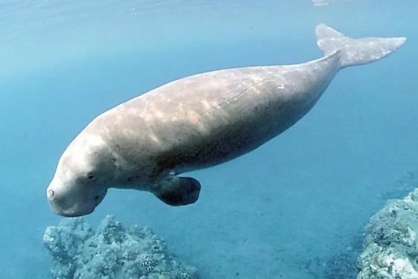 儒艮被称为美人鱼的原因，会像人类一样怀抱幼崽喂奶