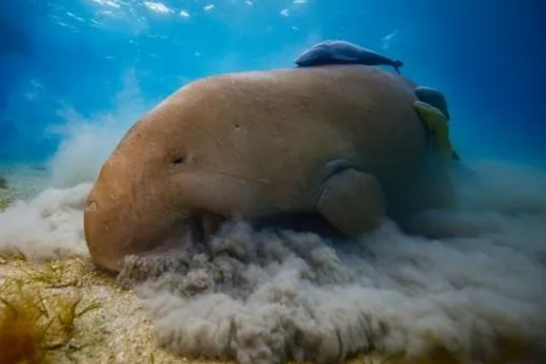 儒艮被称为美人鱼的原因，会像人类一样怀抱幼崽喂奶