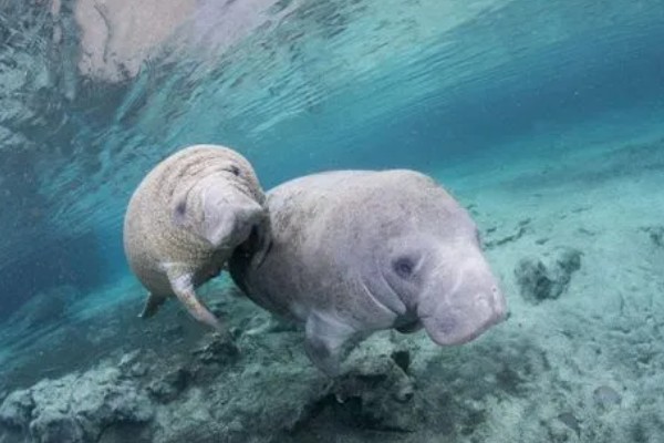 儒艮被称为美人鱼的原因，会像人类一样怀抱幼崽喂奶
