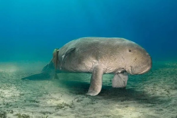 儒艮被称为美人鱼的原因，会像人类一样怀抱幼崽喂奶