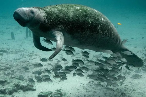 儒艮被称为美人鱼的原因，会像人类一样怀抱幼崽喂奶