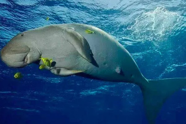 儒艮被称为美人鱼的原因，会像人类一样怀抱幼崽喂奶