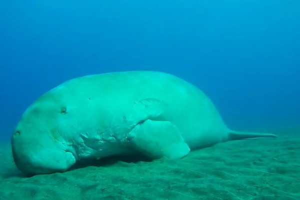 儒艮被称为美人鱼的原因，会像人类一样怀抱幼崽喂奶