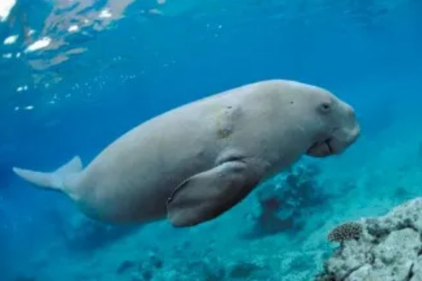 儒艮被称为美人鱼的原因，会像人类一样怀抱幼崽喂奶