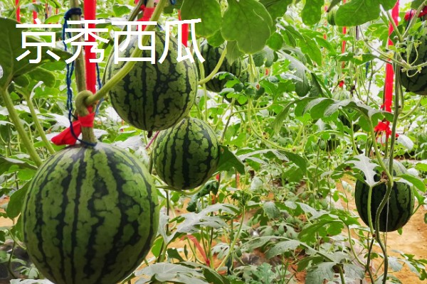 西瓜的产地，全国各地都有栽培