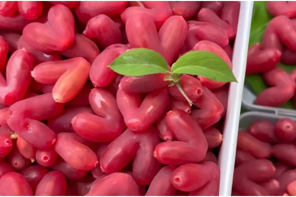 杈杷果的存放时间，放在通风阴凉处可保存一周左右