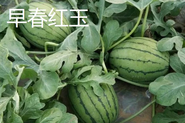 西瓜的产地，全国各地都有栽培