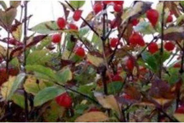 杈杷果的存放时间，放在通风阴凉处可保存一周左右