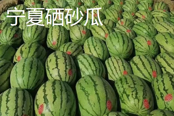 西瓜的产地，全国各地都有栽培