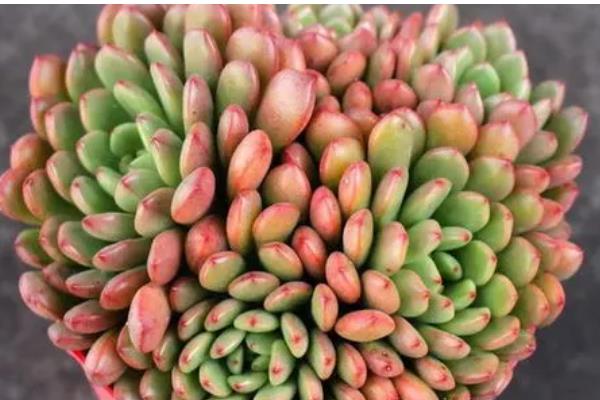 多肉红宝石不变红的原因，可能是温差小、光照强烈等因素造成