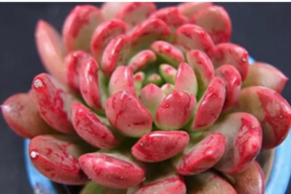 多肉红宝石不变红的原因，可能是温差小、光照强烈等因素造成