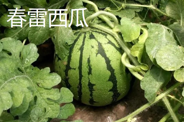 西瓜的产地，全国各地都有栽培